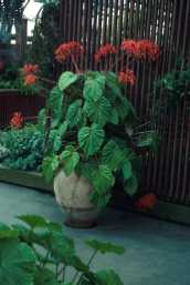 Begonia oxysperma