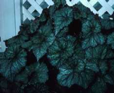 Begonia rex 'No.3'