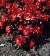 Begonia groupe semperflorens-cultorum