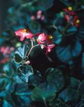 Begonia groupe Semperflorens-cultorum 'Indian Maid'