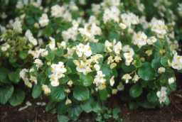 Begonia groupe Semperflorens-cultorum 'Varsity White'