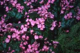 Begonia socotrana