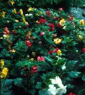 Begonia Tuberhybrida, hybrides