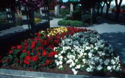 Begonia hybrides Tuberhybrida