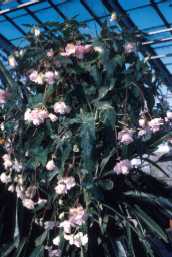 Begonia tuberhybrida 'Pendula'