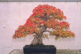 �rable japonais