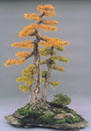Larches