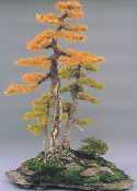 Larix laricina