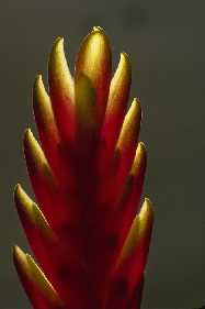 Inflorescence de Brom�liac�e