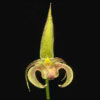 Bulbophyllum lobbii - gagnant des M�rites horticoles - cat�gorie plantes d'int�rieur