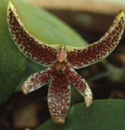 Bulbophyllum patens