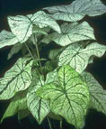 Caladium xcandidum