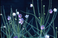 Byblis liniflora