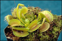 Dionae muscipula