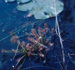 Drosera rotundifolia