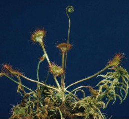 Drosera rotundifolia