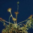 Drosera rotundifolia