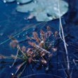Drosera rotundifolia