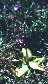 Pinguicula vulgaris