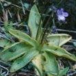 Pinguicula vulgaris
