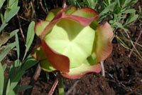 Sarracenia purpurea