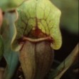 Sarracenia purpurea