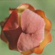 Sarracenia purpurea