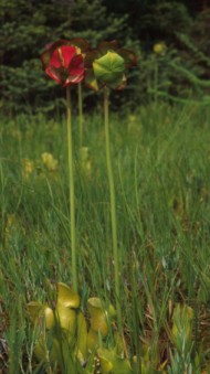 Sarracenia purpurea