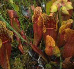 Sarracenia purpurea