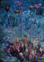 Sarracenia purpurea