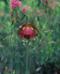 Sarracenia purpurea