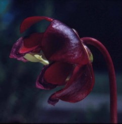 Sarracenia purpurea