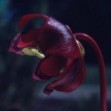 Sarracenia purpurea