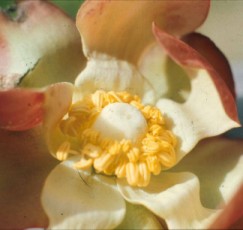 Sarracenia purpurea