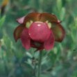 Sarracenia purpurea
