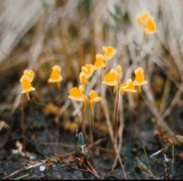 Utricularia cornuta