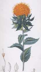 Cathamnus tinctorius, planche 101, tir�e de: Chaumeton, Chamberet et Poiret; pl. peintes par E. Panckoucke et par M.J. Turpin, 1830.  
La flore m�dicale.Collection Biblioth�que du Jardin botanique de Montr�al