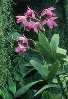 Orchid�e Cattleya bowringiana