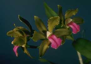 Cattleya bicolor