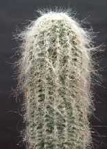Cephalocereus senilis
