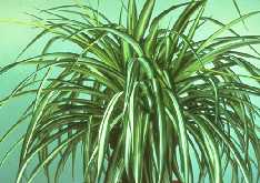 Chlorophytum comosum 'Vittatum'