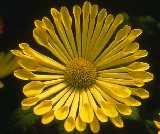 Chrysanthemum 'Spice'