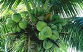 Les noix de coco que l'on ach�te sont les graines contenues dans les fruits verts