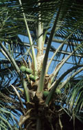 Nous r�ussissons � avoir des noix de coco dans la serre des plantes tropicales alimentaires; photo J.-P. Bellemarre