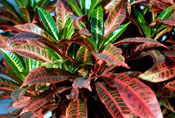 Codiaeum variegatum var pictum