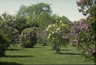 L'image “http://www2.ville.montreal.qc.ca/jardin/images/plantes/collection_lilas.jpg” ne peut être affichée car elle contient des erreurs.