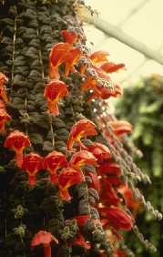 Columnea gloriosa