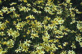 coreopsis