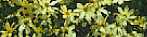 Coreopsis verticillata 'Moonbeam'