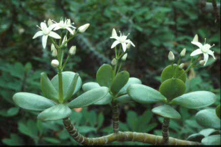 Crassula portulacea